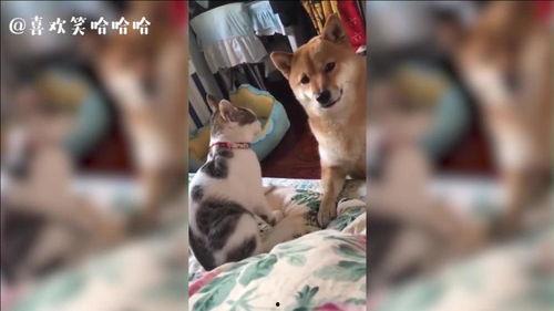 猫咪吃瓜惊呆原视频,萌态十足引网友热议