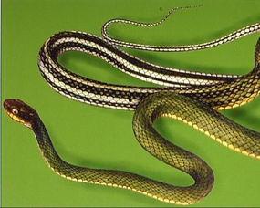 泰国花蛇网红,揭秘网络红人的崛起之路