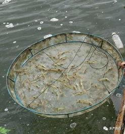 养对虾看料台怎么摆放,科学布局，助力养虾高效丰收