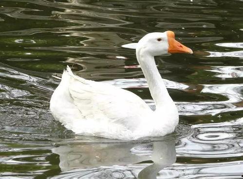 带你吃瓜大白鹅,带你领略“吃瓜大白鹅”的独特魅力