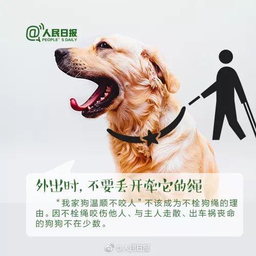 你喜欢哪只网红狗狗英语,Adoring the Fluffy Charm of the Internet's Favourite Pup