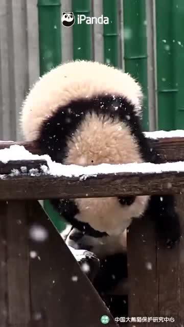 吃瓜小熊抽象,吃瓜小熊的奇幻食界之旅