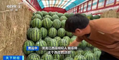 吃瓜群收费,揭秘网络社交圈中的收费现象