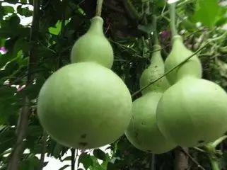 葫芦瓜是否炒熟可以吃,食用差异大揭秘