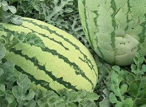 基本吃瓜样,一场全民参与的娱乐盛宴