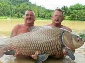 在头条买过的鲤鱼耳,鲤鱼耳，带你领略传统与现代的完美融合