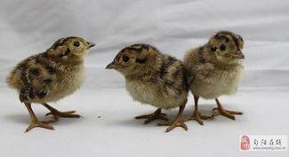 网红小野鸡,网红崛起之路