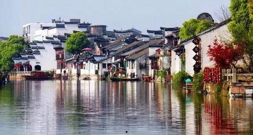 震泽网红七心棕,网红棕榈的传奇魅力