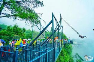 重庆水杉木网红打卡景区,网红打卡地的自然秘境之旅