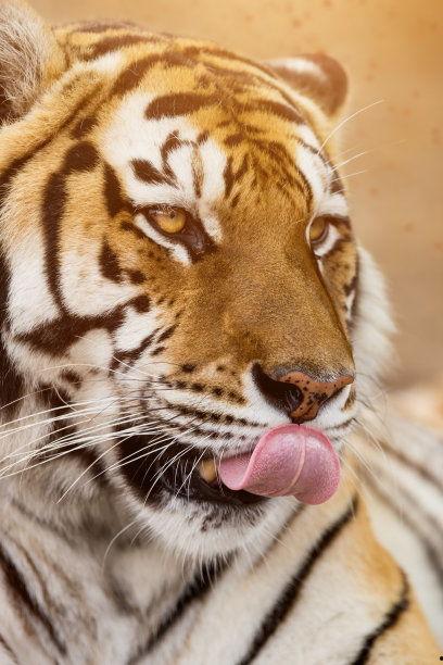 漫画网红老虎图片,网红老虎的漫画魅力