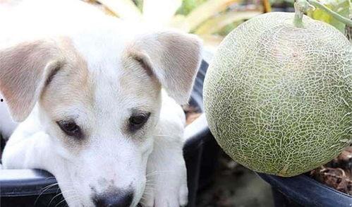 狗可以吃蜜瓜,狗狗的甜蜜美食之旅