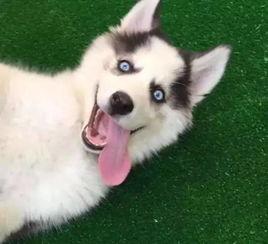 二哈吃瓜娱乐圈百度云,娱乐圈风云录